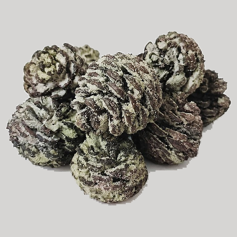 Pine Cones